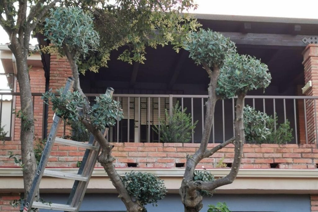 jardinero en Córdoba (12)