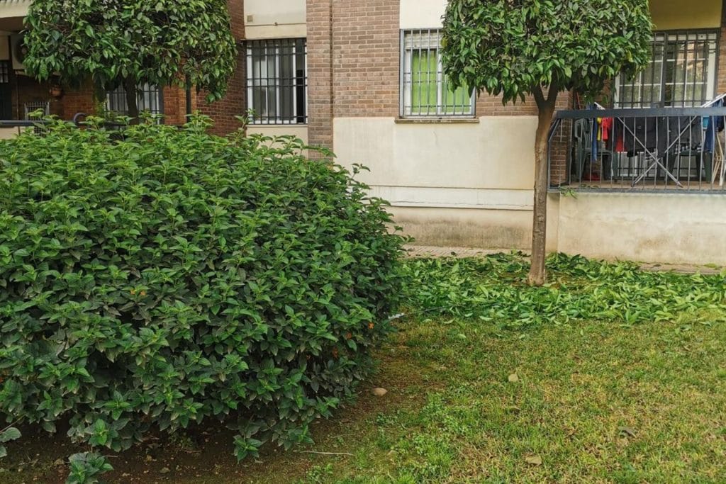 jardinero en Córdoba (14)