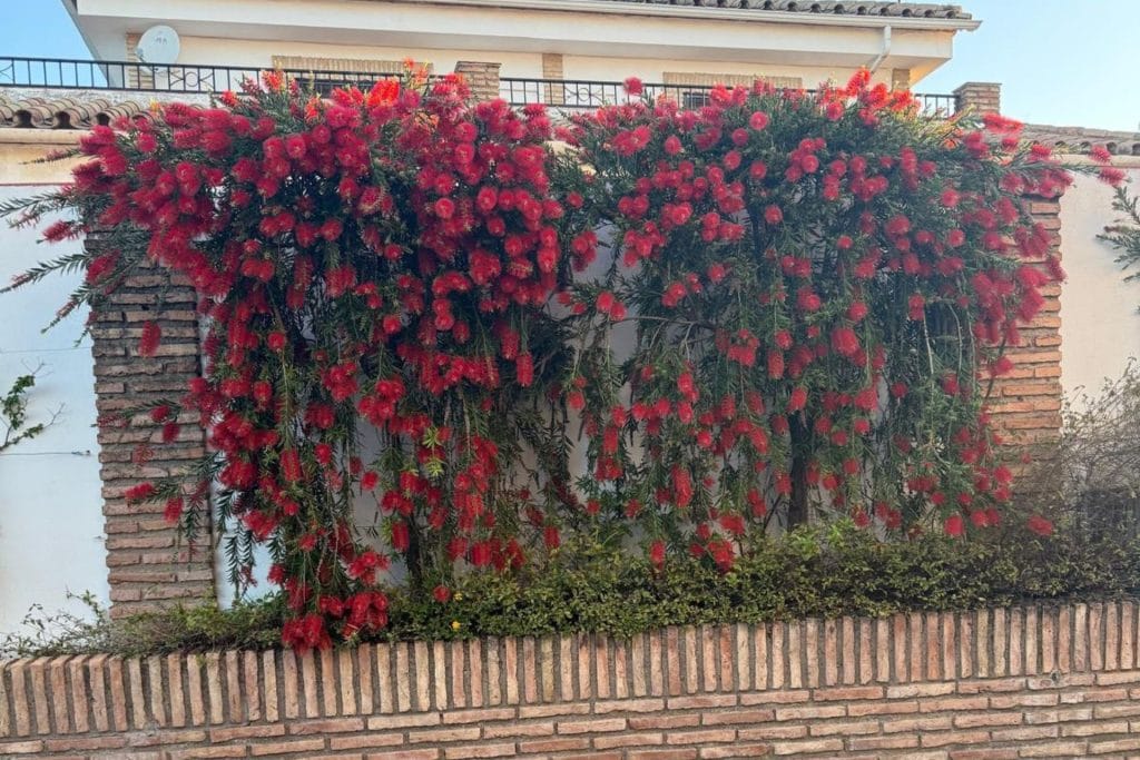 jardinero en Córdoba (2)