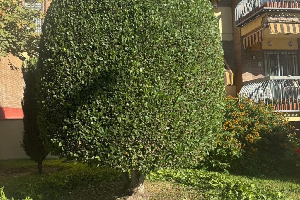 jardinero en Córdoba (9)