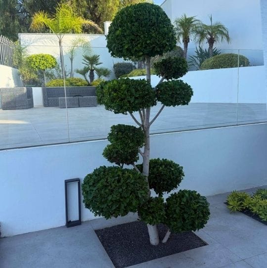 jardinero especialista en jardinería en Córdoba